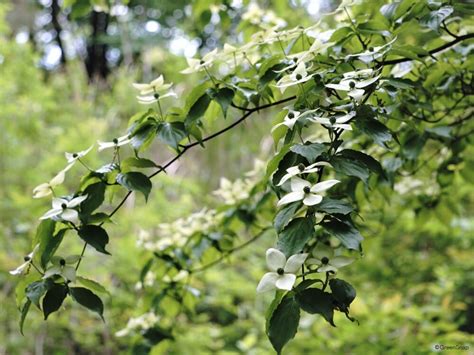 何樹|庭木におすすめの常緑樹38種！低木、中木、高木、花木、果樹、。